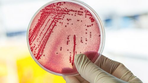antimicrobial-copper2